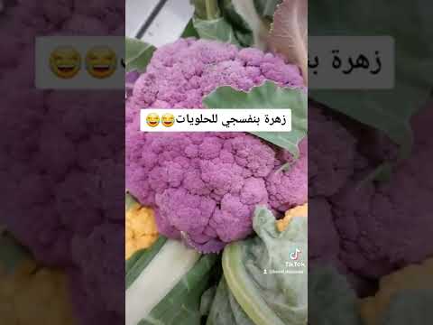 نبتة الزهرة بالألوان