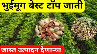 भुईमूग बेस्ट चांगल्या जाती // bhuimug best jati // groundnut best veraity // @rahulshindekrushi
