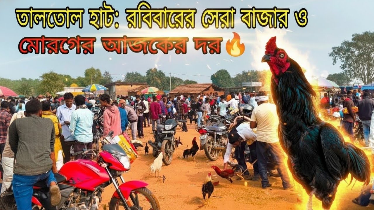 তালতোল হাট: রবিবারের সেরা বাজার ও মোরগের আজকের দর 🔥| Taltol Haat: Sunday's Best Market (2026) 