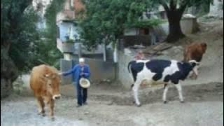 Chanson kabyle 2015 Dihia Ooh Ooh al Paris