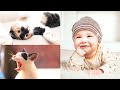 🐱👶 Funny Cats Playing With Babies Compilation November 2020 🐈 Adorable Babies Playing With Cats