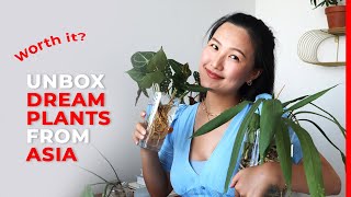 Huge Plant Haul 2020: Is Importing Plants from Asia Worth It? | Greenspaces.id