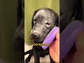 ¡Este perrito quería ser el más hermoso de la casa!