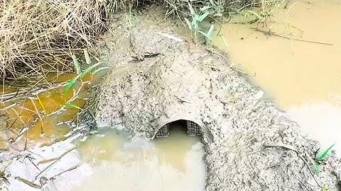 Đặt Lợp Ếch Kế Bụi Lùm Hoang Toàn Ếch Kh.ủng