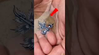 This Tiny Ocean Creature Can Be Dangerous ⚠️🌊
