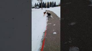 Is This The Longest Leash Youve Ever Seen Or What