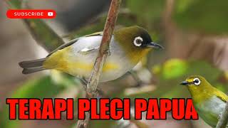 Terapi Pleci Stress Dan Macet Bunyi Dengan Suara Khas Pleci Papua