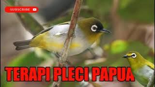 Terapi Pleci Stress Dan Macet Bunyi Dengan Suara Khas Pleci Papua
