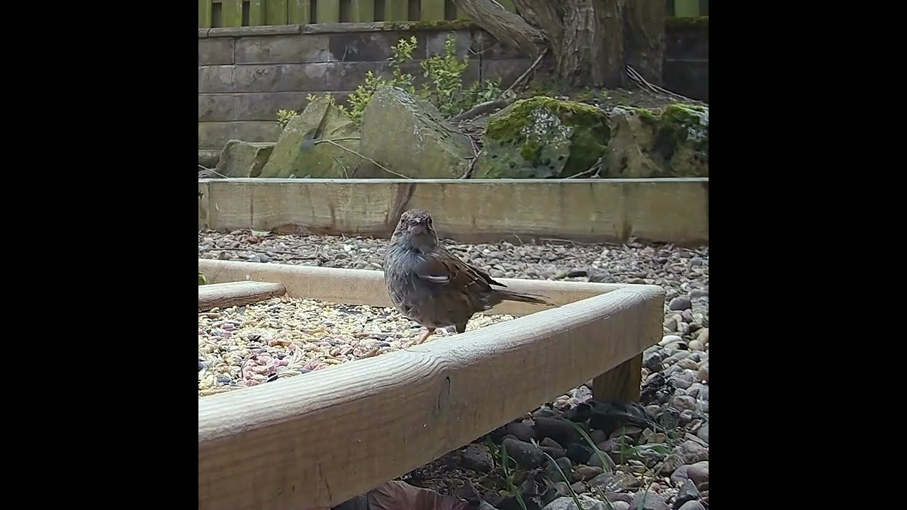 Dunnock Song - (Hedge Sparrow)