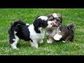 Havanese puppies first play in the garden.