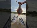 Amazing Big Fish Caught by Hand at the Riverside #fishing #fish #fishingvideo
