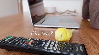 リモコンに話しかけるセキセイインコ talking budgerigar