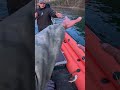 Ловим там, где рыбы нет #Shorts #рыбалка #тайга