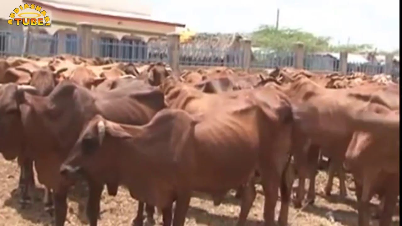 Garissa - Suuqa Xoolaha Ee Ugu Weyn Bariga & Geeska Africa & Cabashada Ganacsatada