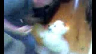 Boxing with the Dog.