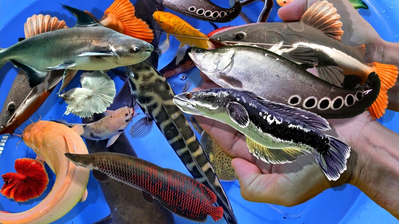 Ловля крупных аквариумных рыб: помпано, змееголов, треххвостая рыба, рыба-чистильщик, сом.