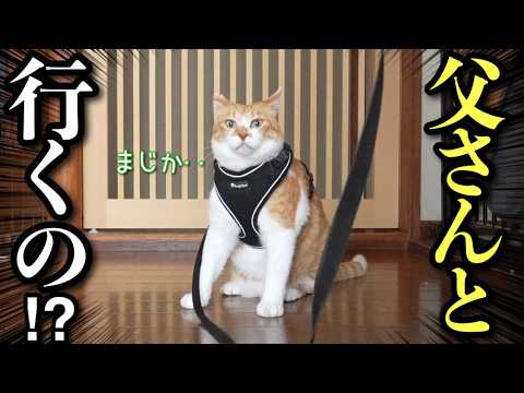 Clumsy Dad Takes Cat for a Walk! - YouTube