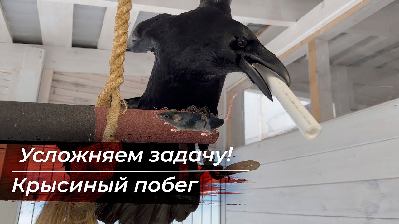 Крысиный побег! / Усложняем задачу для Гоши - YouTube