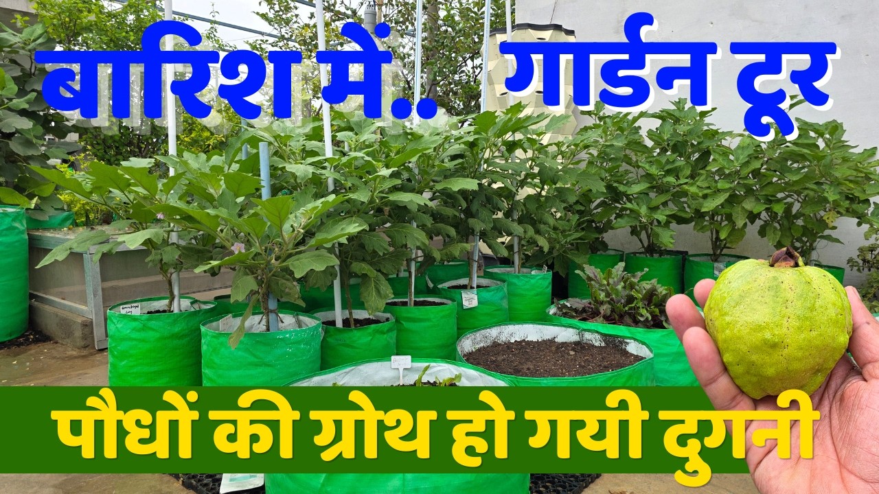 बारिश में पौधों की ग्रोथ हो गई दुगनी! मानसून गार्डन टूर और पौधों का अपडेट 2026