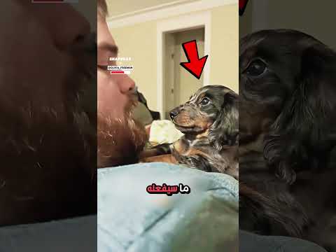 لا تسته ن بالجرو الصغير 