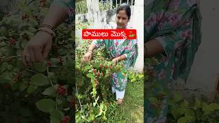 ఈ మకక ఉట పమల రవ Free Plant