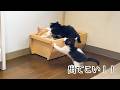 子猫にからまれる先住猫
