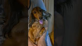 레미더워 #일상브이로그 #dachshund #dog #도그독 #강아지 #반려견 #닥스훈트 #사랑 #cute #pets #강아지더빙#개 #강아지일상#멍뭉이 #내강아지 #개사랑