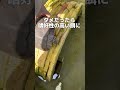 アカミミガメ冬眠明けの悲しい変化