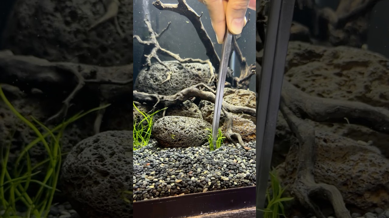 It’s Time To PLANT My New 10 Gallon Scape! 🌿 #aquascape #plantedtank #aquariumplants #fishtank