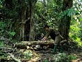 Build Campe in Forest | Bushcraft Survival Video • #primitive #camping #campinglife #bushcraft #2026