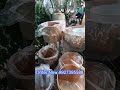 "Stylish Flower Pot Stand | Trending Home Decor Idea 2025 🌿 | Balcony & Indoor Plant Setup"