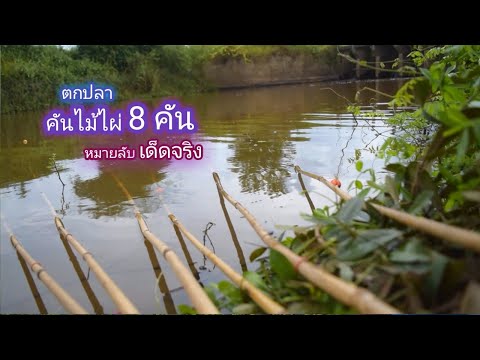 ตกปลาน้ำเเดง คันไม้ไผ่ 8 คัน ปลาหลด ปลาเเขยง เยอะมาก / บ้านนอก EP.205