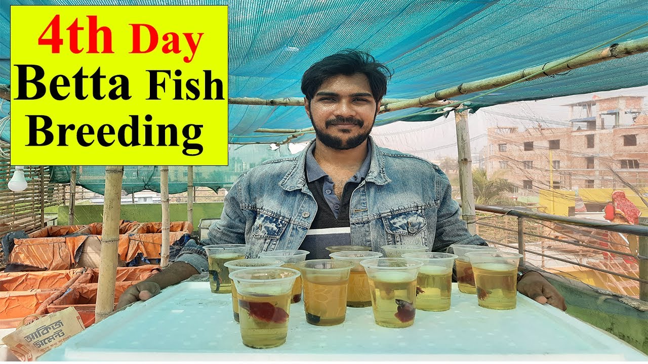 বেটা মাছের ব্রিডিং বেসিক। Betta fish breeding - YouTube