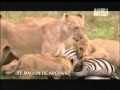 Una vida entre leones