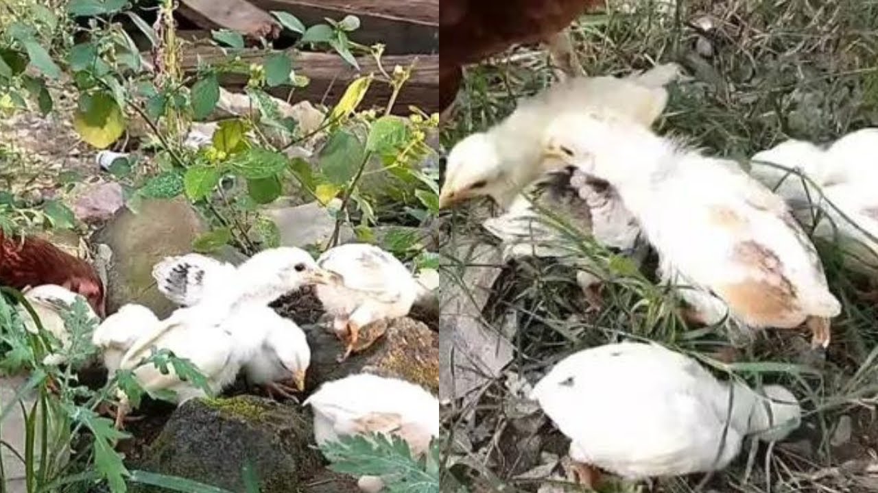 Desi Hen Taking Care of Her 8 Chicks | Harvesting Eggs