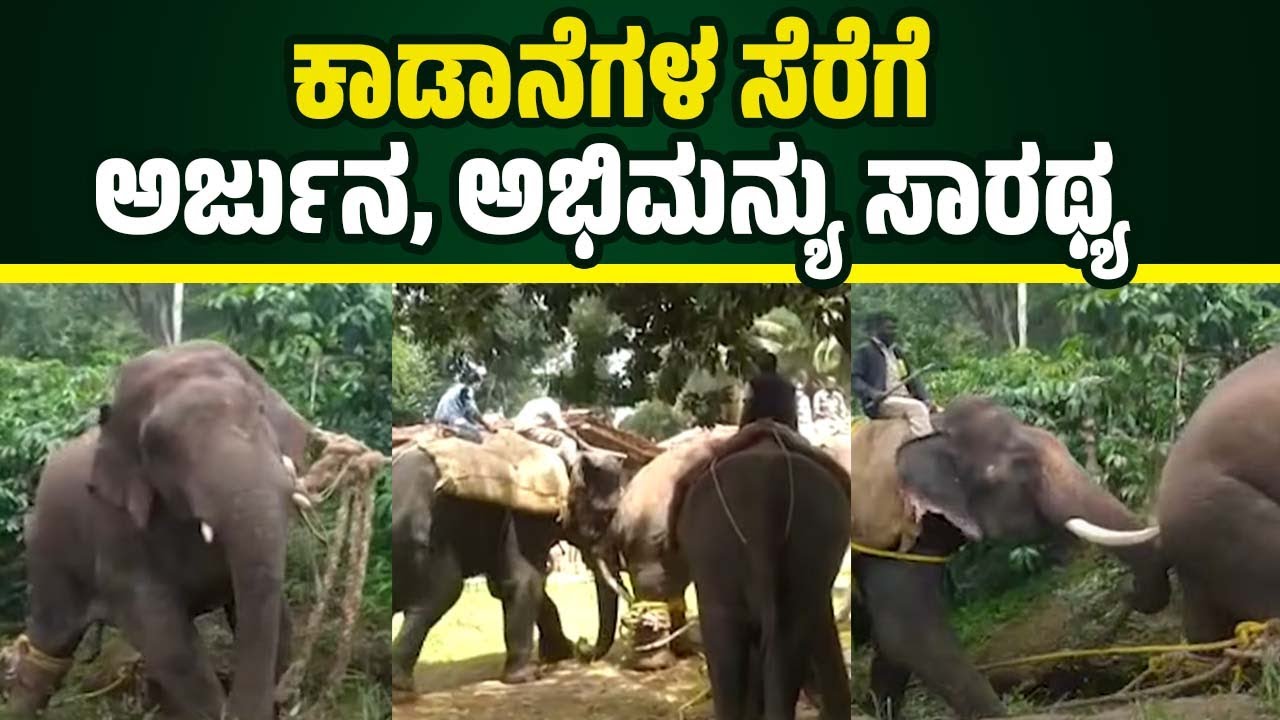 ಅರ್ಜುನ, ಅಭಿಮನ್ಯು ಸೇರಿ 5 ಆನೆಗಳ ಕಾರ್ಯಾಚರಣೆ: ಕಾಫಿ ತೋಟದಲ್ಲಿದ್ದ ಎರಡು ಕಾಡಾನೆಗಳ ಸೆರೆ