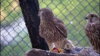 The Cutest Bird of Prey You’ll Ever See… Until It Starts Hunting #PygmyFalcon #SmallestRaptor