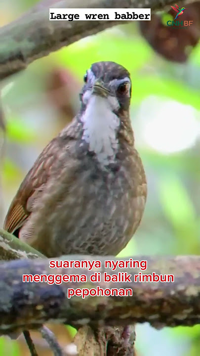 Large Wren-Babbler (Turdinus macrodactylus) #burung #burungkicaudialamliar #kicaumania