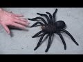 WORLD'S LARGEST TARANTULA!