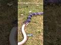 Cobra Hunts Its Own Kind Didyouknow 