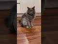 なんでこんな可愛いの😂#猫 #猫動画 #猫のいる暮らし #ケアブリーチ #ブリーチ #ブリーチカラー #名古屋美容師 #ハイトーン #ハイトーンカラー