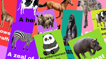 Animals collective names | Animals group name | Animals video for kids | learn with M@hit