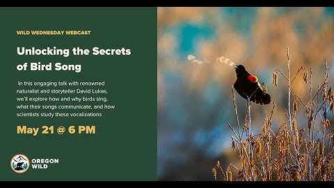 Unlocking the Secrets of Bird Song