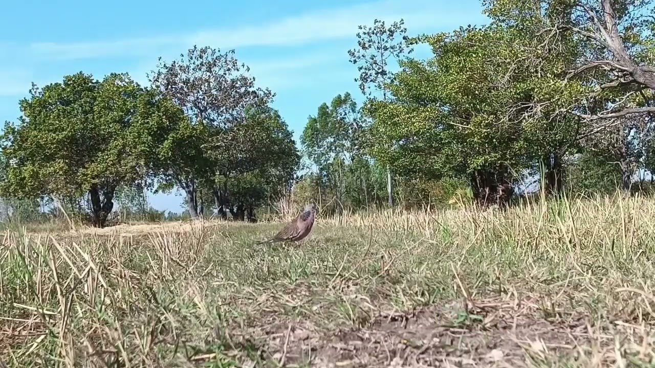 นกเขาใหญ่ต่อดิน เจ้าขุมทรัพย์ เก็บเชลยคารมดีอีกตัวครับวันนี้