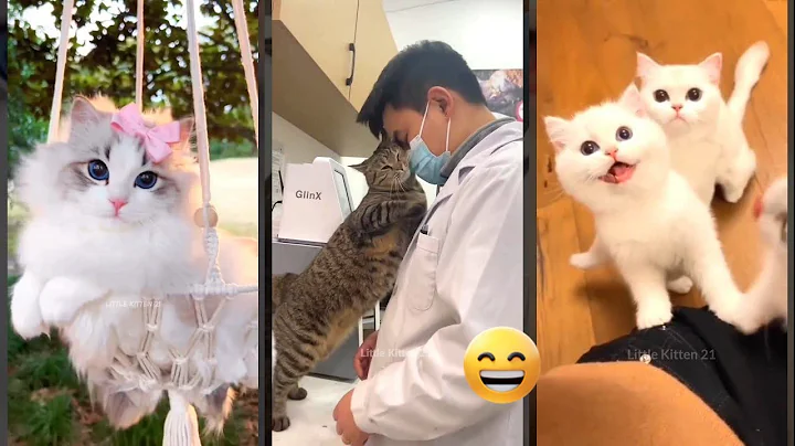 Video 11331981: cat meowing compilation funny, cat dog funny compilation, cat kitten cute, cats kissing funny, funniest cats, funnycats