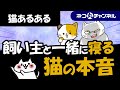 猫が飼い主と一緒に寝るのは5つの本音がある!その理由を解説