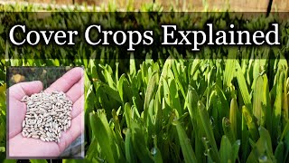 Cover Crops  How To Use Them In Permaculture Gardens And Regenerative Agriculture