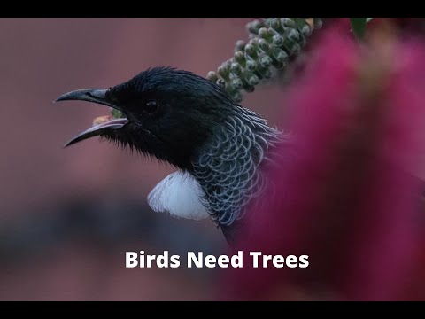 Video: Pilsētas Denveras ēkā Pie Tres Birds Atrodas Japāņu Restorāns Un Aeroponiskā Siltumnīca
