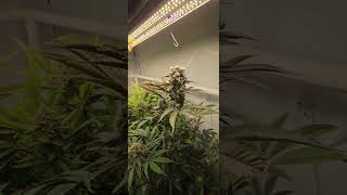 Time to chop and drop lol