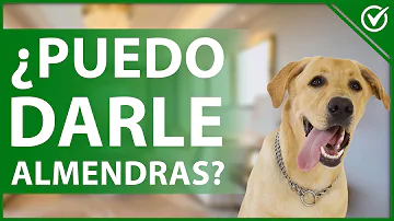 ¿Son perjudiciales las almendras para los perros?